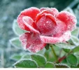 25508love.webp