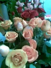 ااجدسد.webp