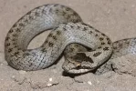 CoronellaAustriaca3.webp
