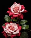 Rose5.webp