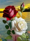 roses 9.webp