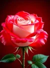 Rose 11.webp
