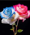 Rose8.webp