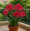 Fleurs en pot.webp