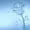 10689686_718864724860000_428144864764174197_n.webp