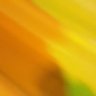 علاء زاهر