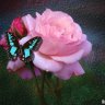 Asma87