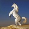 Adam_masry