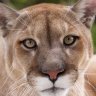 Cougar