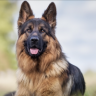 GermanShepherd