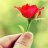 آميرة آلورد