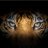 TIGER4ALEX