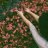 Rose94ak